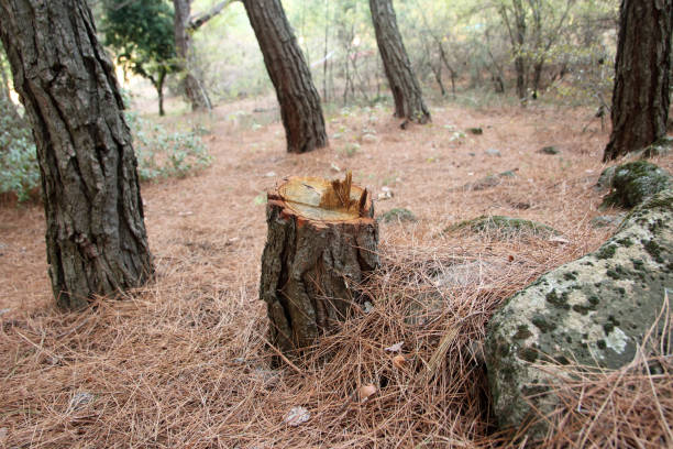 Best Tree Maintenance Programs  in Audubon Park, KY