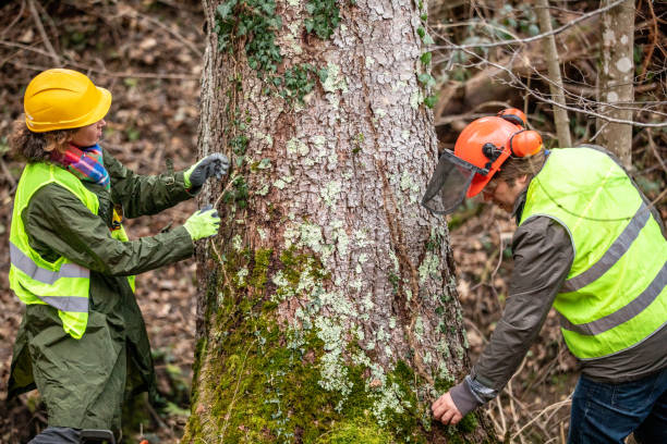 Professional Tree Care in Audubon Park, KY