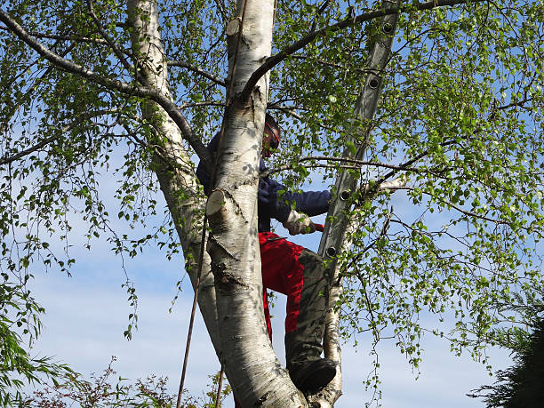 Tree and Shrub Care in Audubon Park, KY