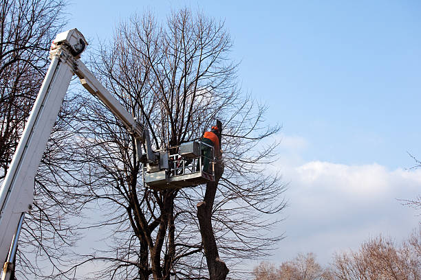 Best Fruit Tree Pruning  in Audubon Park, KY